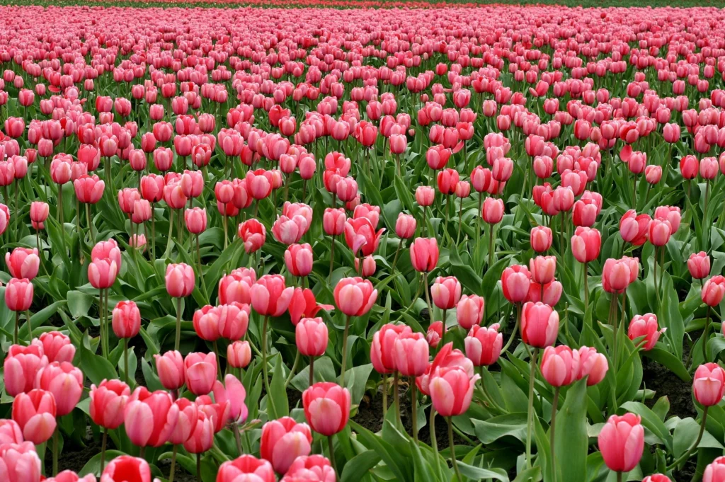 Amazing Turkey Facts: tulips